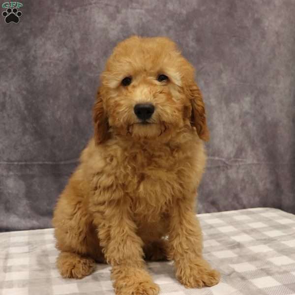 Molly, Mini Goldendoodle Puppy